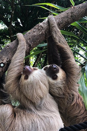 Two sloths hanging in a tree, a sight near Villas Azul Ballena