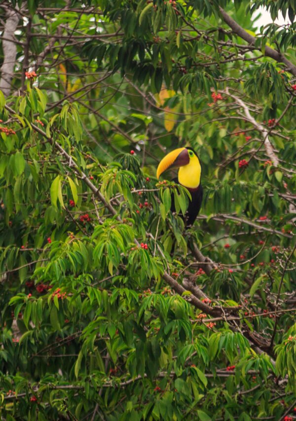 Tropical bird perched in natural habitat near Villas Azul Ballena